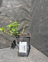 Роза бордюрная Бэйби Маскарад